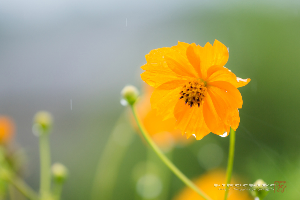 涙は雨に流して