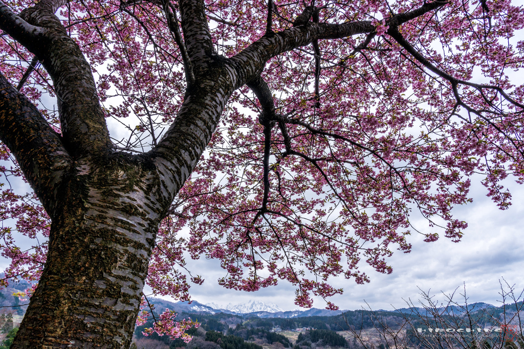 希望の桜
