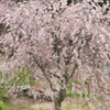 徳合枝垂桜2015　その３