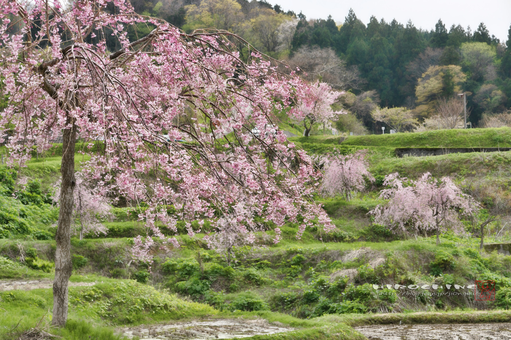 徳合枝垂桜2015　その２