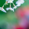 終了＆開花宣言