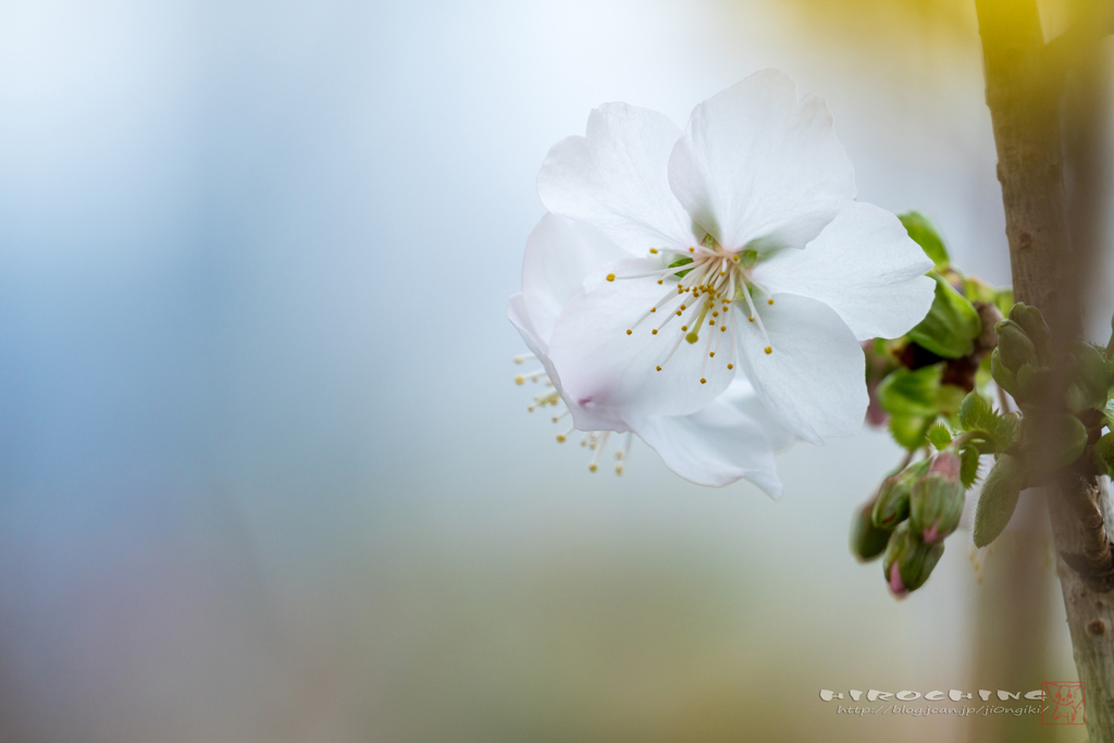 桜を冬に