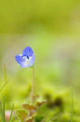 小さな春