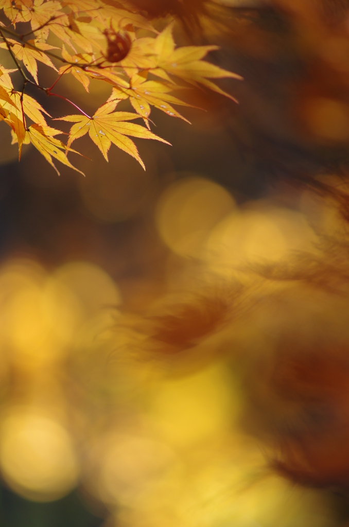 煌～黄紅葉～