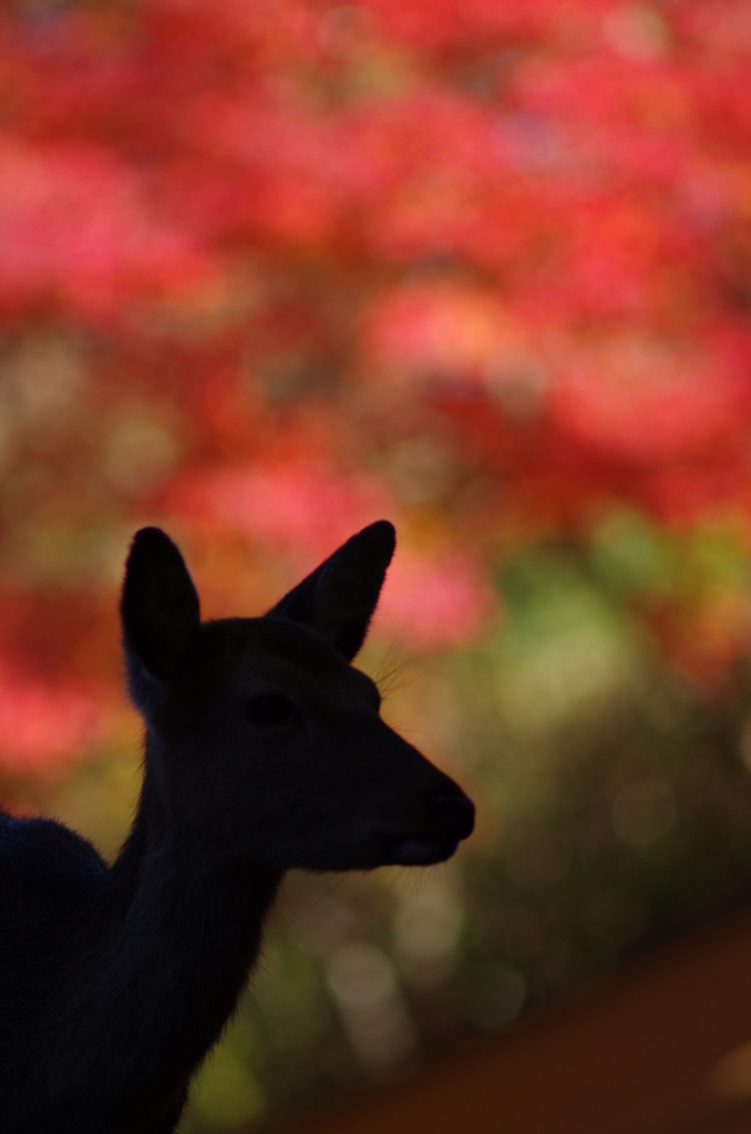 影遊び～鹿紅葉～
