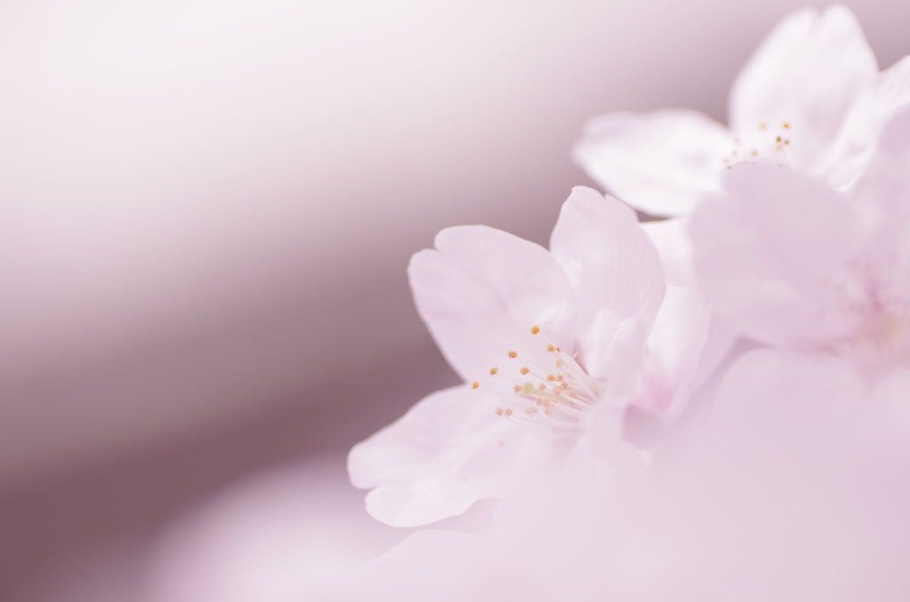 柔～春の息吹～