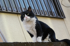 田舎boss