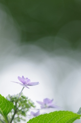 煌～梅雨空の中見つけた