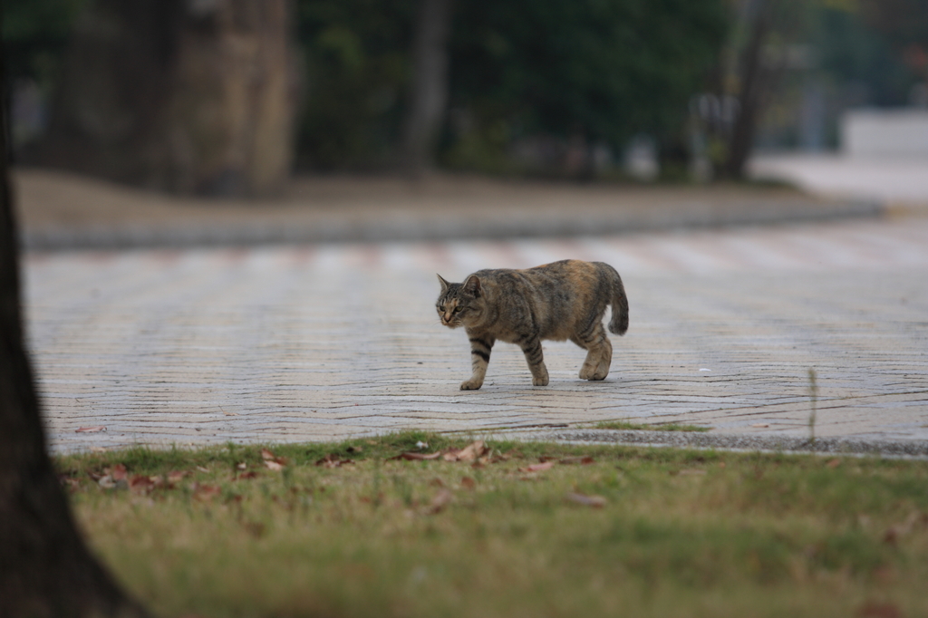 のっし、のっし