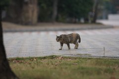 のっし、のっし