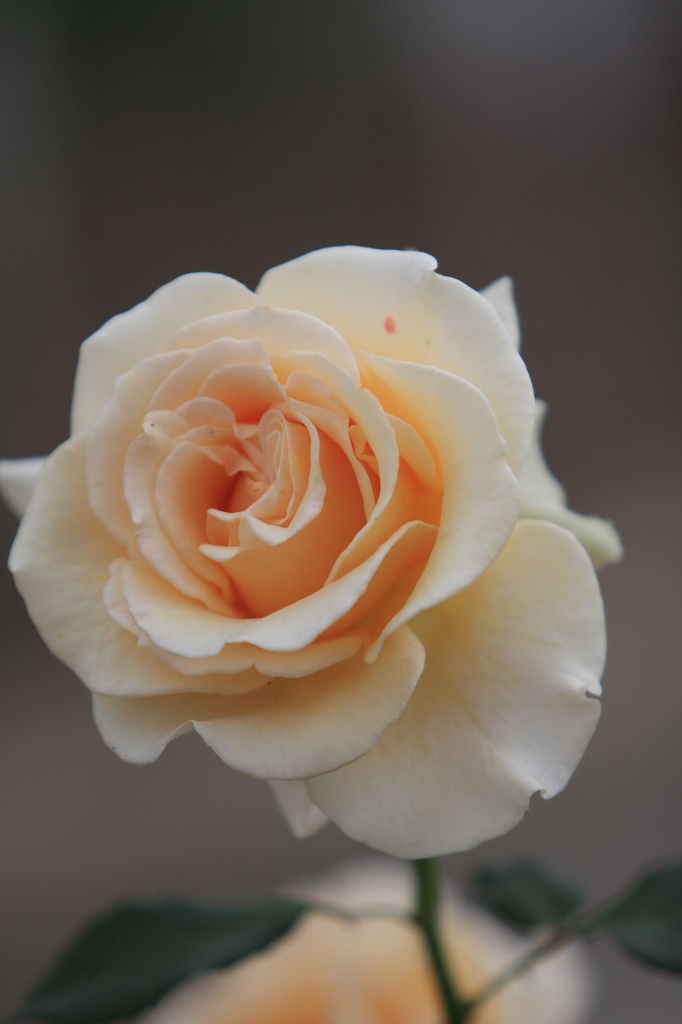 薔薇