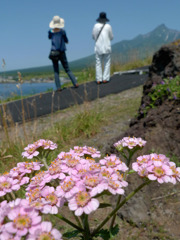 利尻と花と観光者