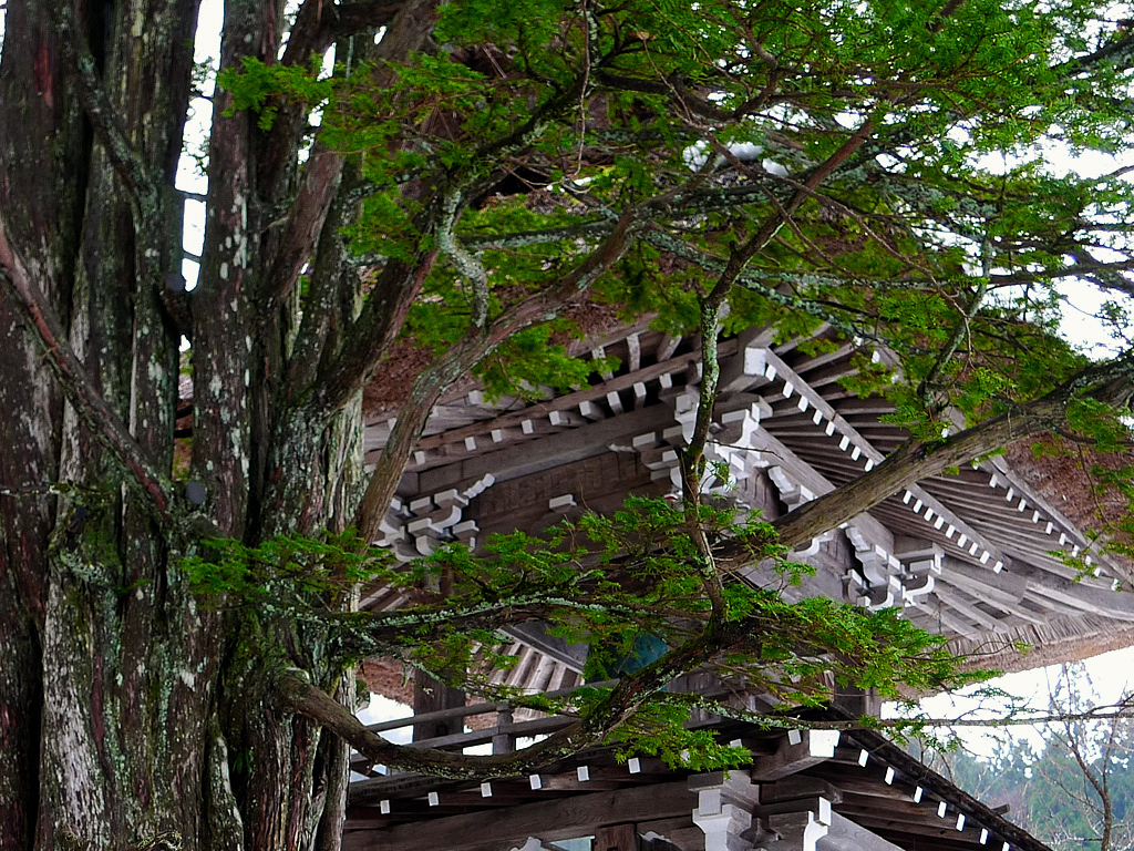 大木と寺