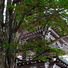 大木と寺