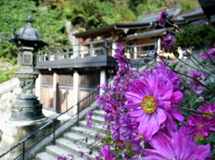 花と山寺