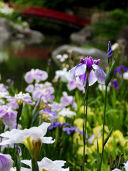 菖蒲