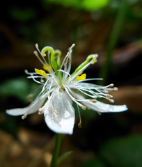 高山に咲く花