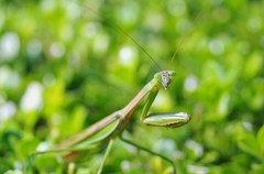 カマキリ
