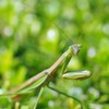 カマキリ
