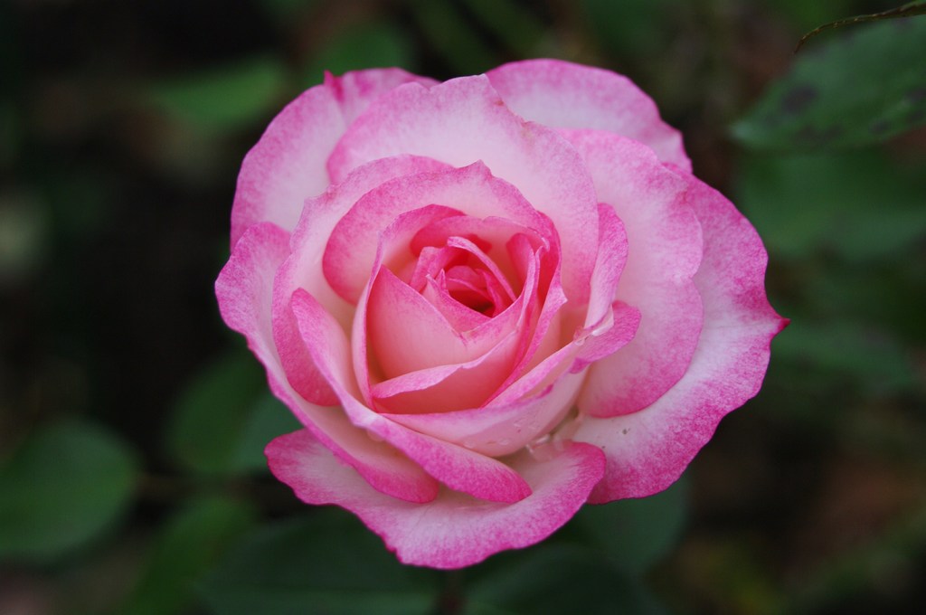 IMGP0236