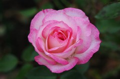 IMGP0236
