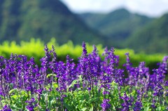 花