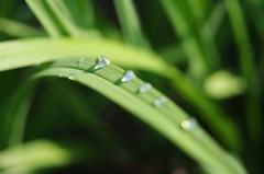朝の水滴