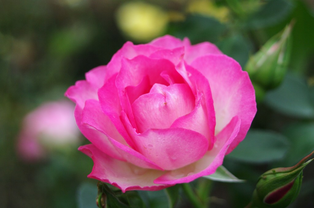 IMGP0163