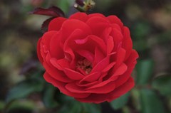 IMGP0238