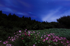 月明りに誘われて