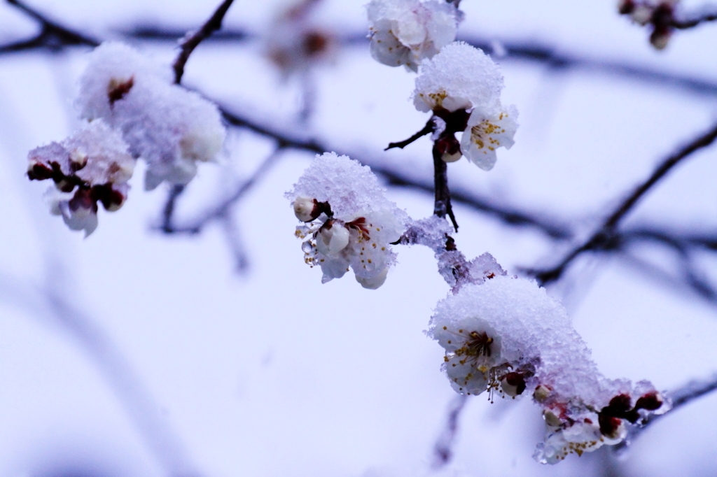 雨雪の頃