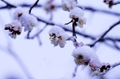 雨雪の頃
