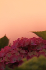 夕暮に染まる