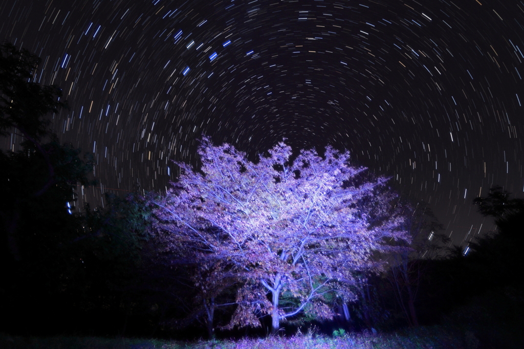 夜光樹