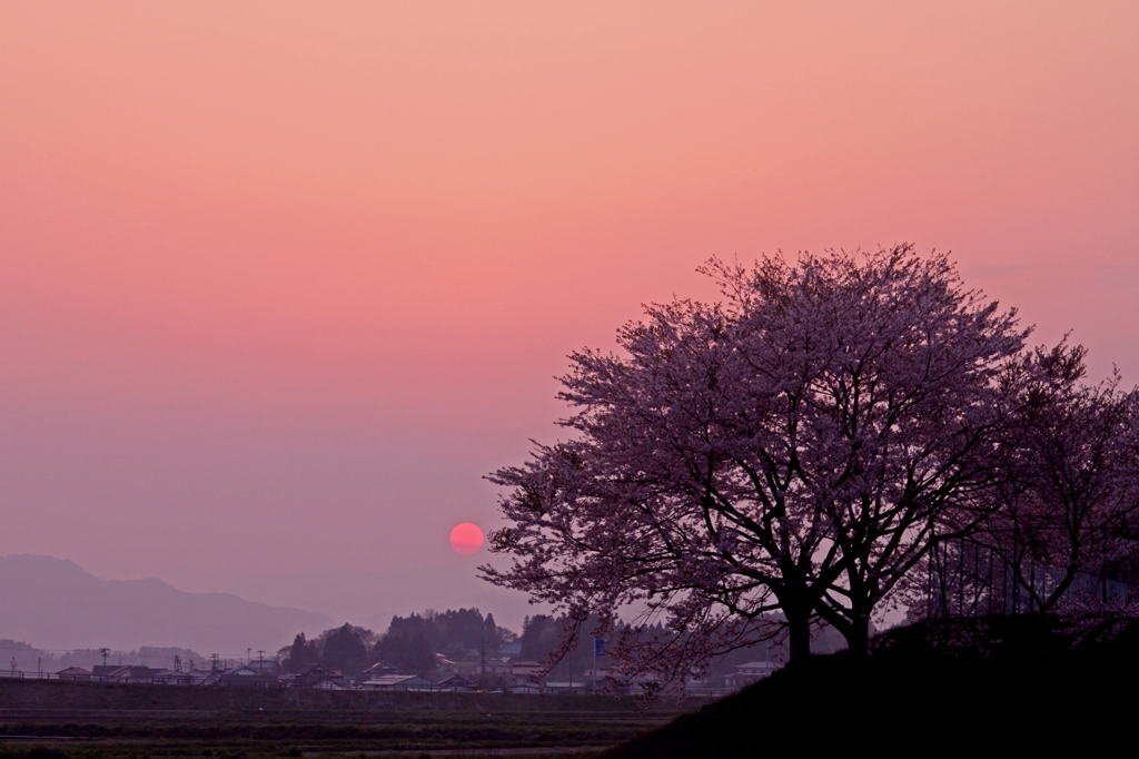 夕暮と桜色