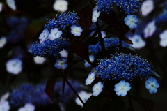 紫陽花模様