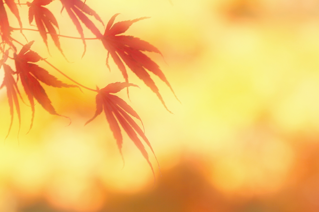 紅の葉