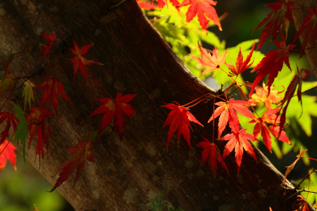 幹紅葉