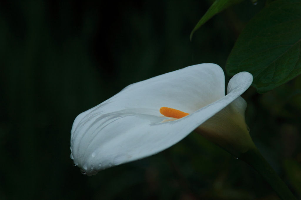 小雨咲