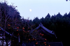 お寺の忘れ柿