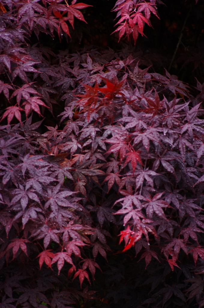 濡椛