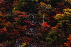 錦