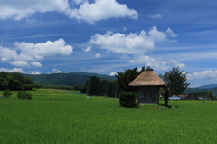 夏空と若稲