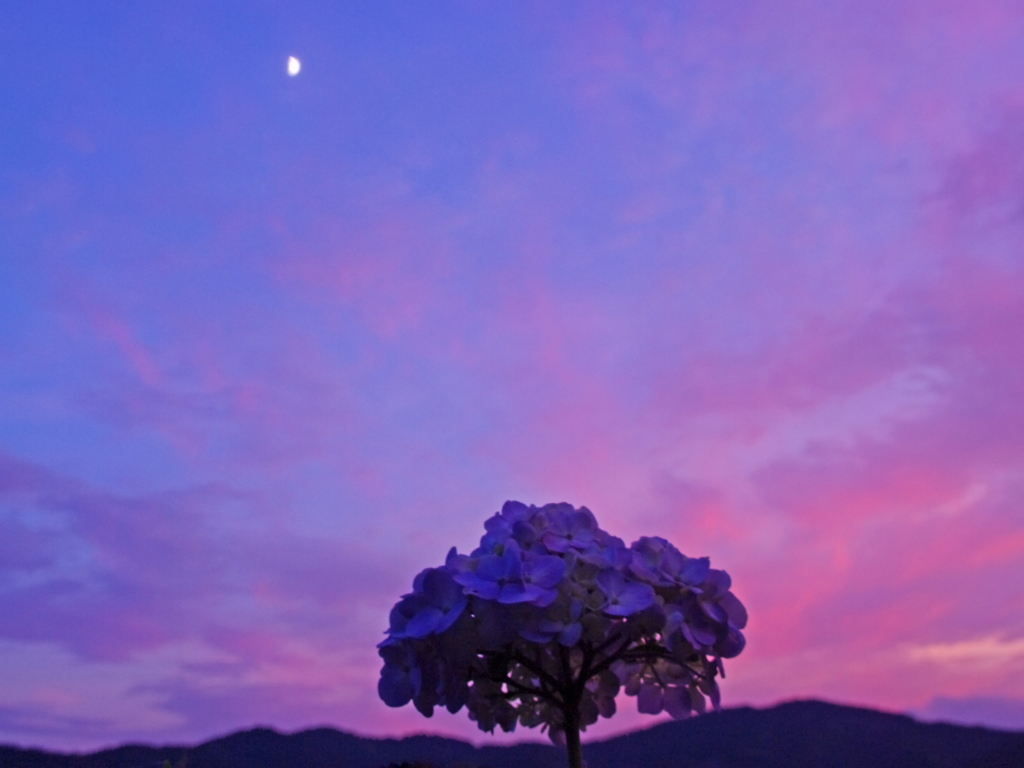 夕月紫陽花