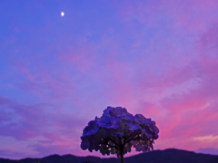 夕月紫陽花