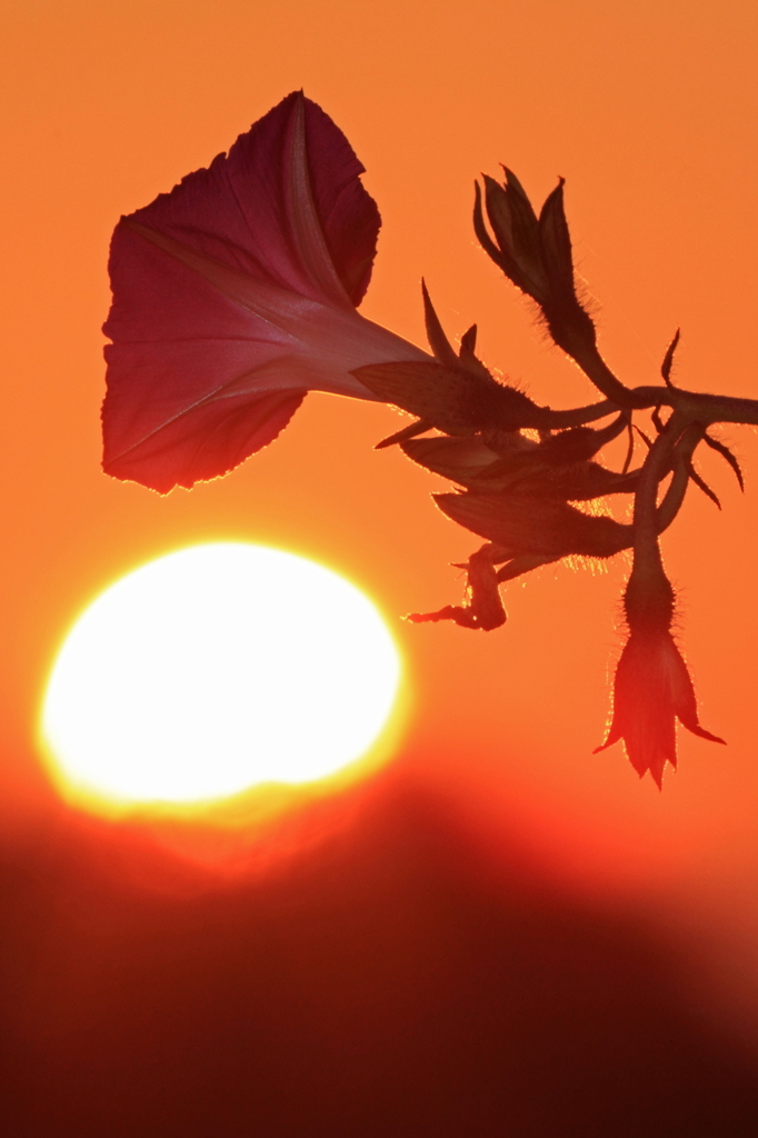 夕顔景色