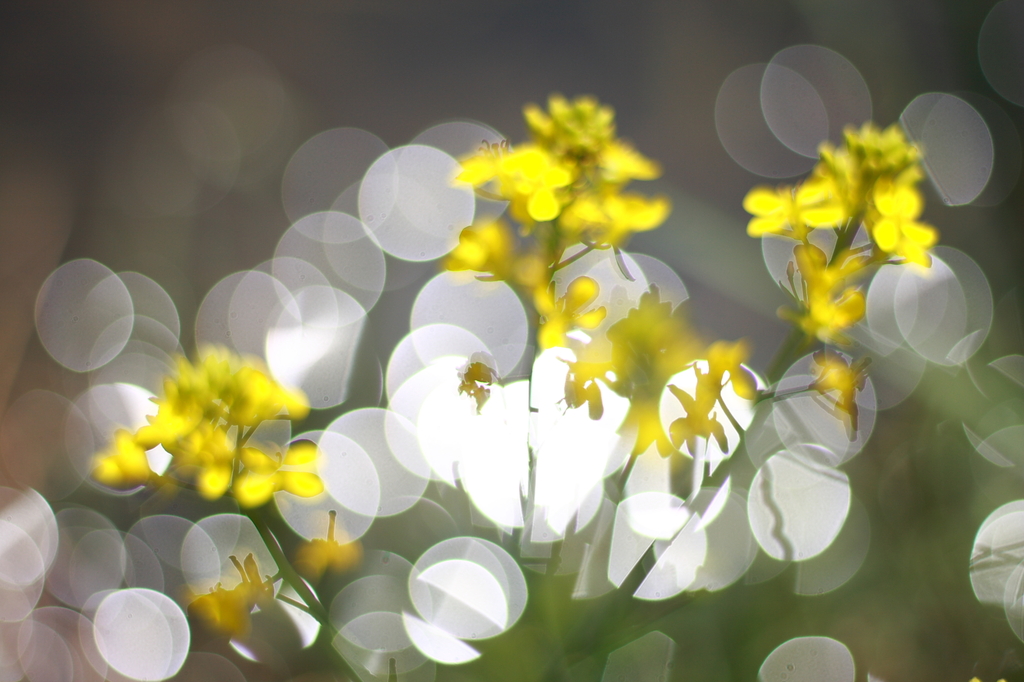 Spring is coming