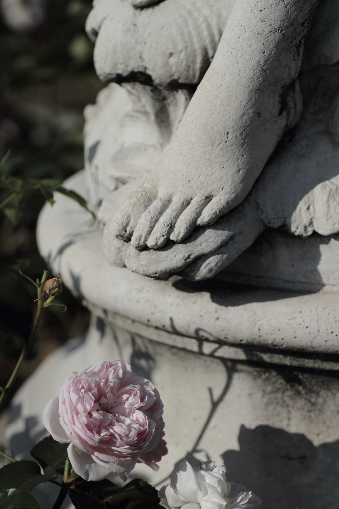 爪先に薔薇を