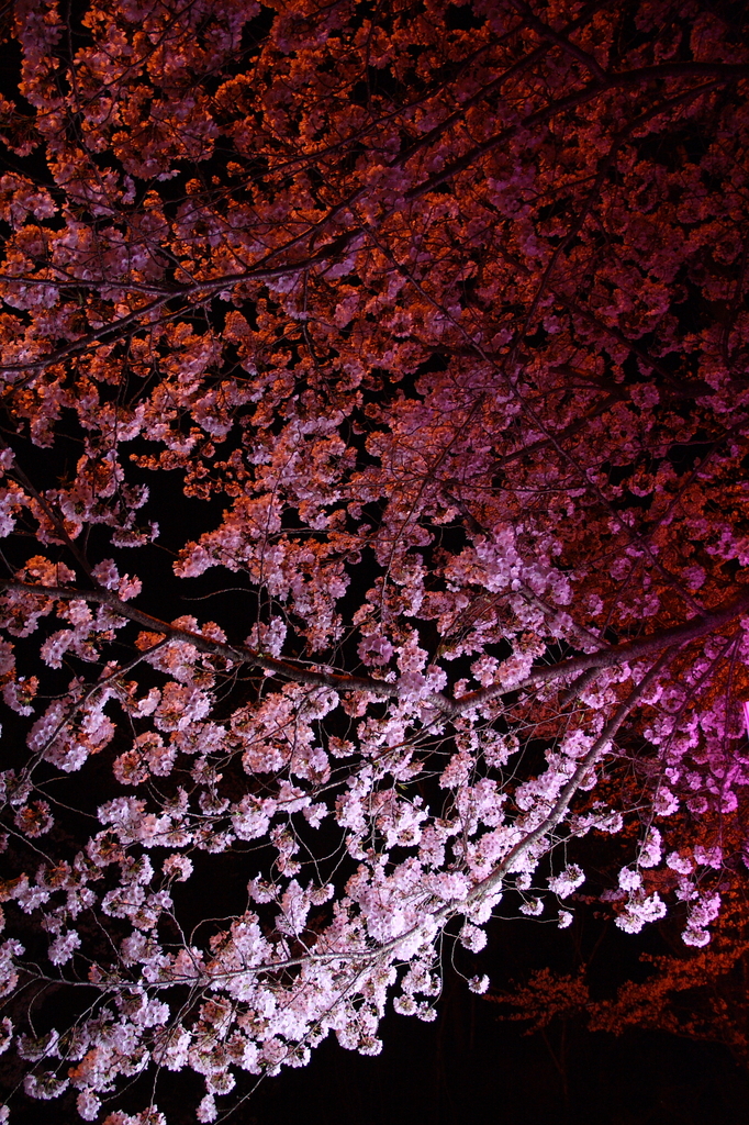夜の桜たち