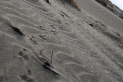 砂丘の足跡